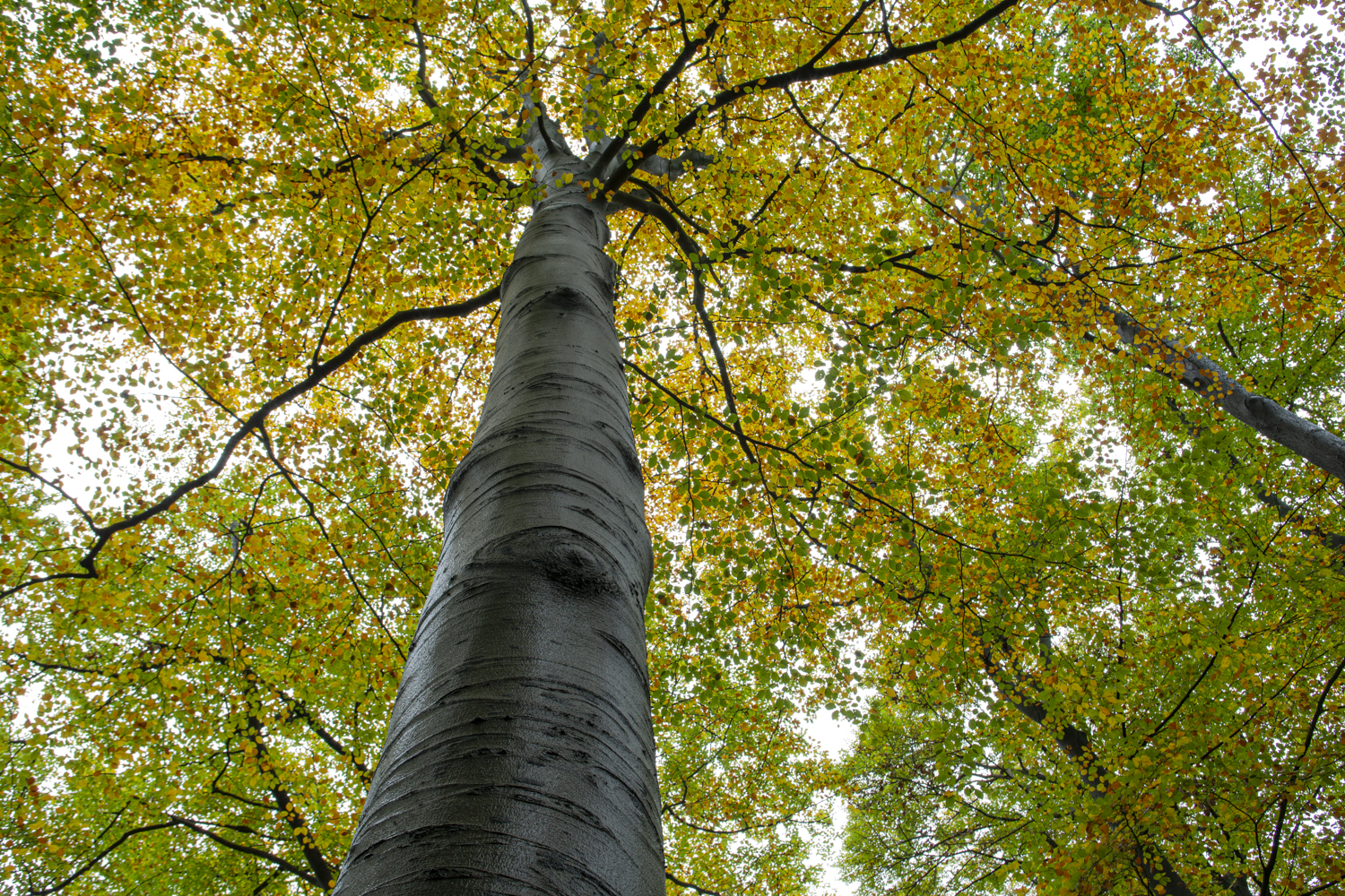 beukenboom